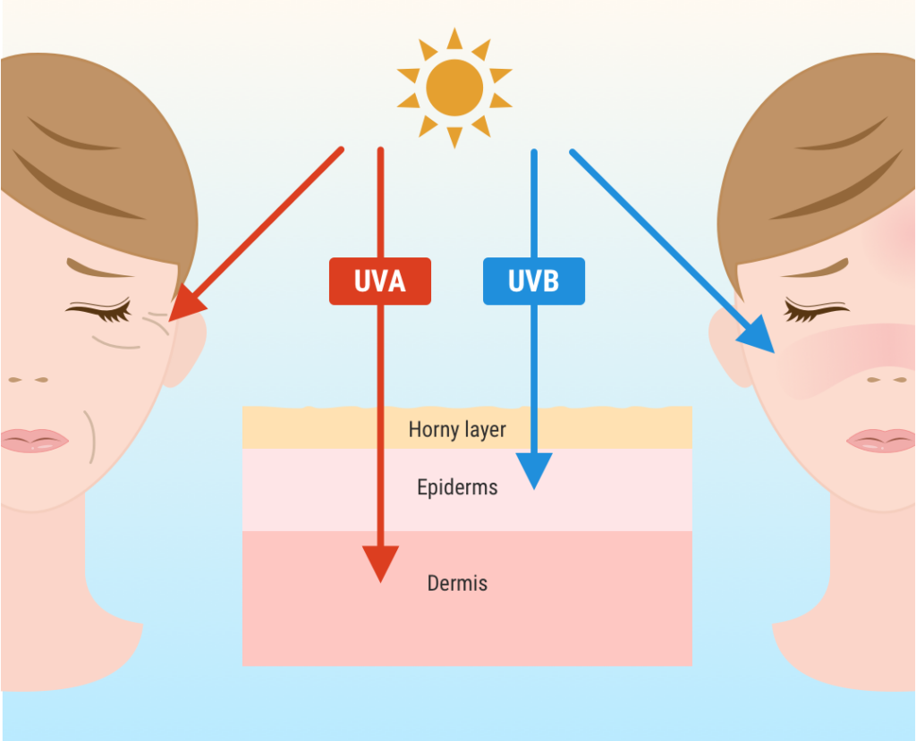 UVA vs. UVB